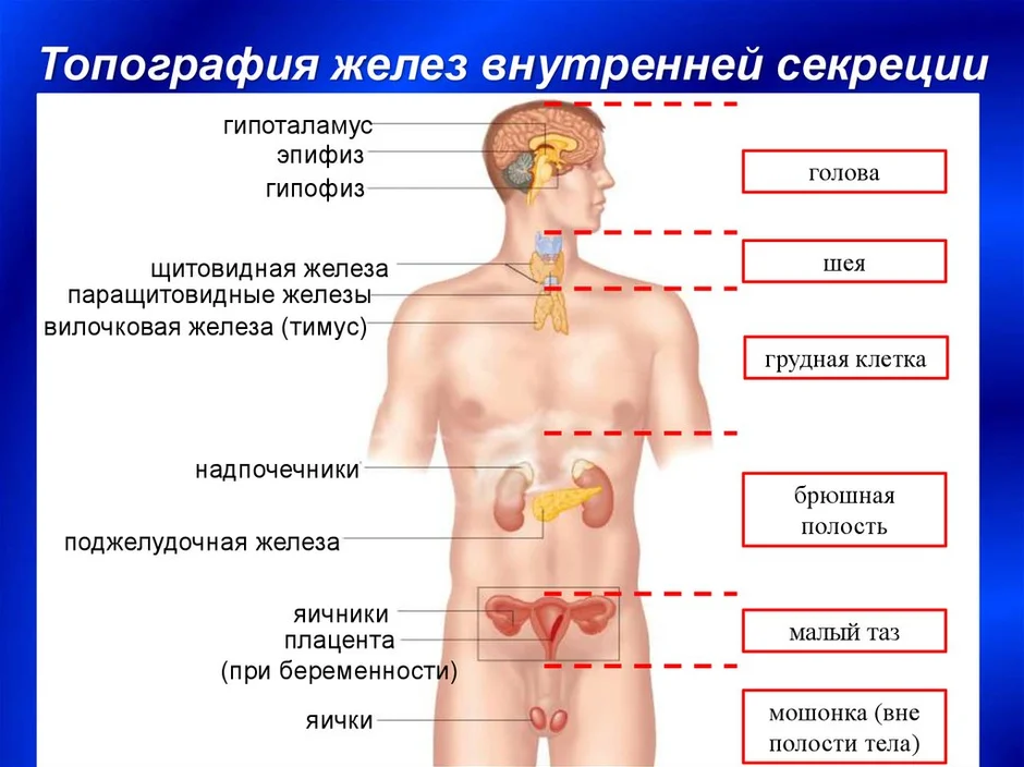 Железы внутренней секреции человека рисунок с подписями