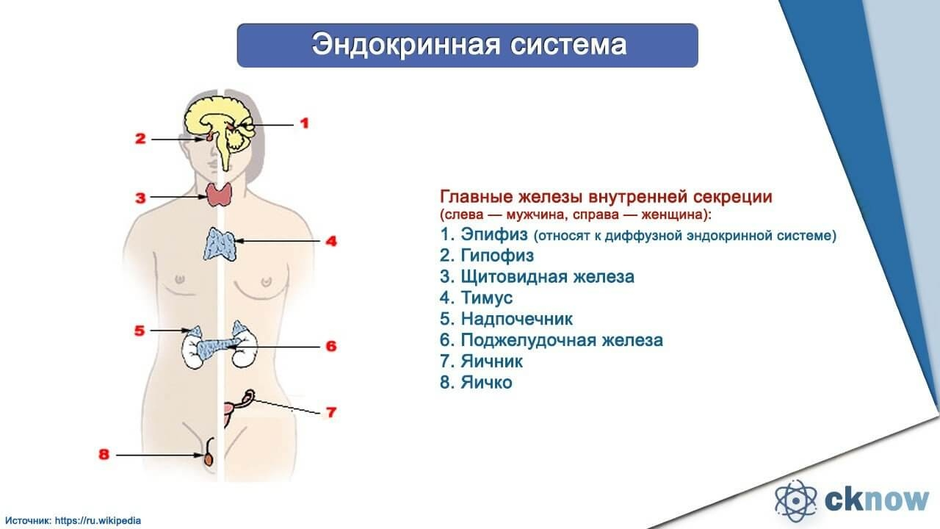 Железы человека картинка с подписями