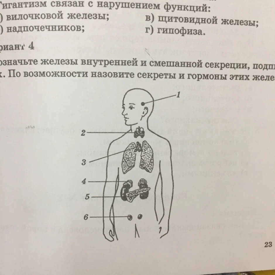 Железы человека рисунок