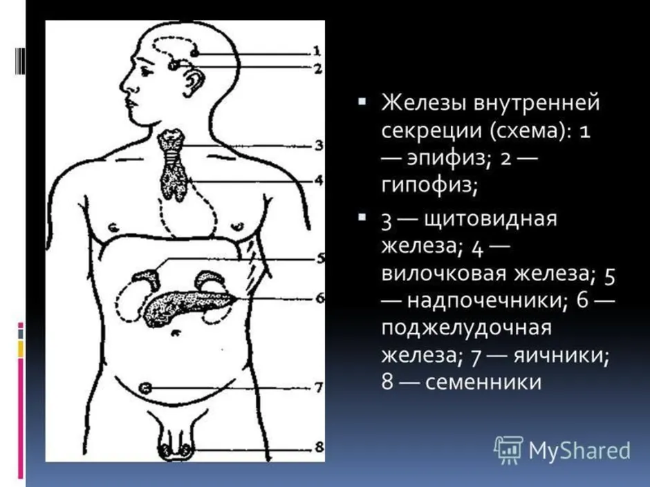 Под железы. Схема расположения желез внутренней секреции. Топография желез внутренней секреции человека. 3 Железы внутренней секреции. Рисунок желез внутренней секреции.