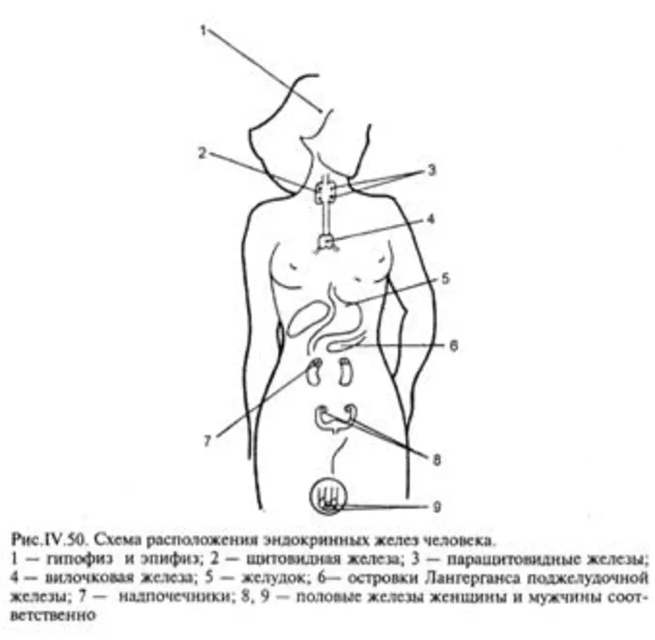 Месторасположение желез внутренней секреции рисунок. Эндокринные железы человека схема расположения.