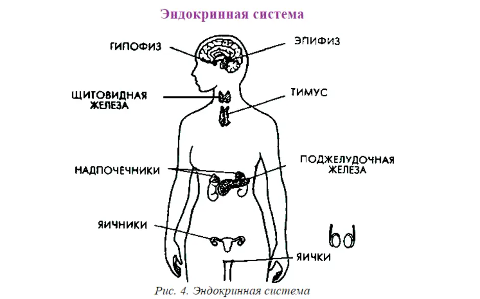 Рисунок эндокринной системы человека. Эндокринная система железы внутренней секреции. Строение эндокринной системы человека схема. Железы внутренней секреции анатомия человека. Схема желез внутренней секреции человека.