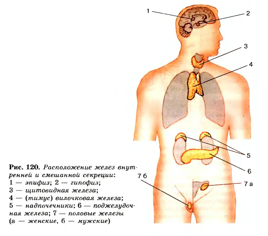 Эндокринные железы картинки