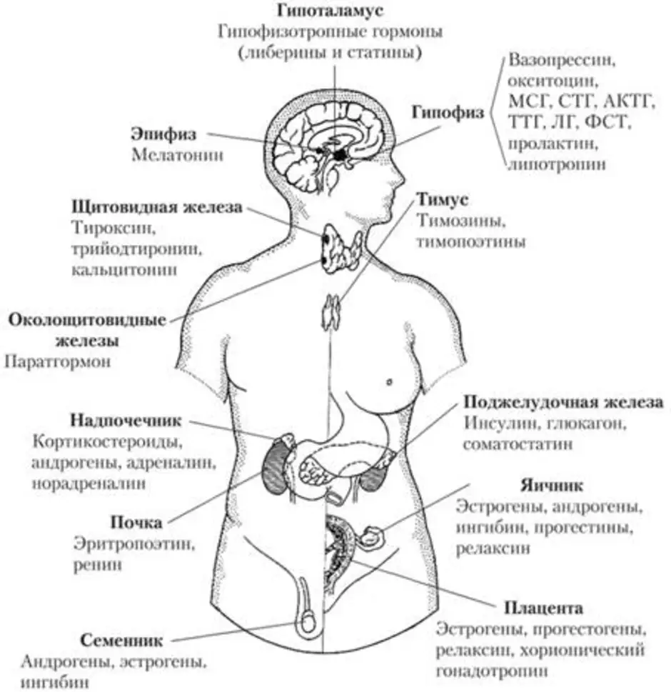 Особенности строения желез внутренней секреции рисунок