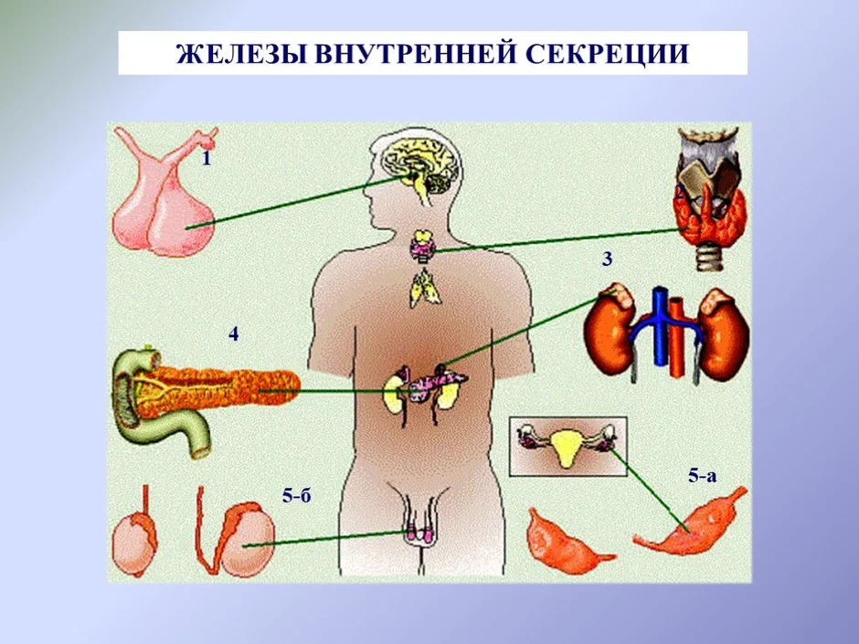 Железы человека картинка с подписями