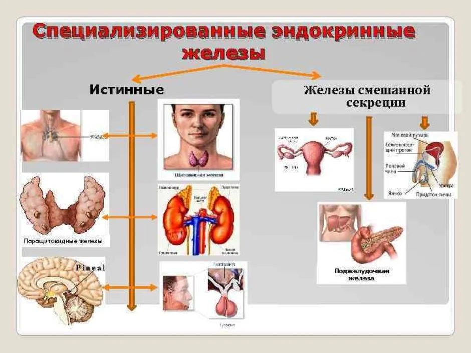Эндокринология презентация. Эндокринная система. Эндокринные железы. Схема желез эндокринной системы. Секреции эндокринных желез.