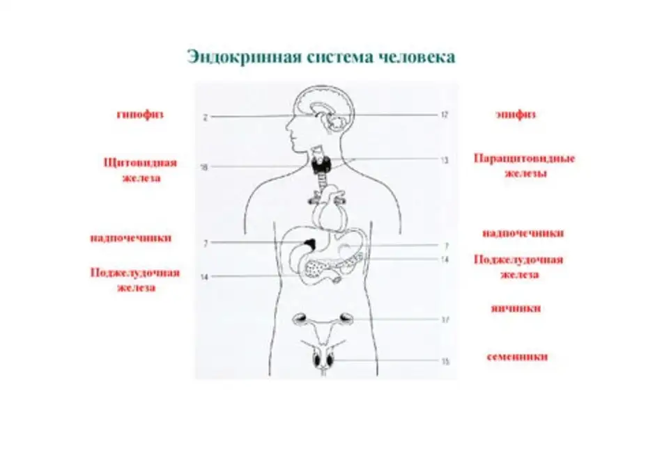 Железы человека картинка с подписями