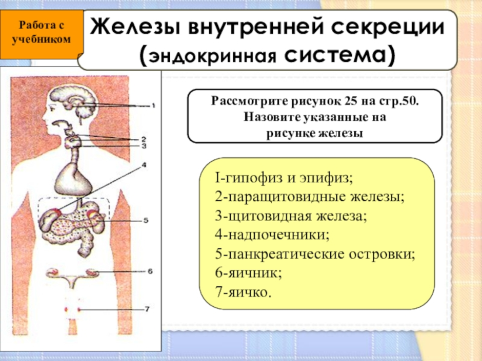 Железы рисунки. Железы внутренней секреции человека 8 класс биология. Функции эндокринная система железы внутренней секреции. Железы внутренней секреции половой системы. Функции желез внутренней секреции эндокринные.