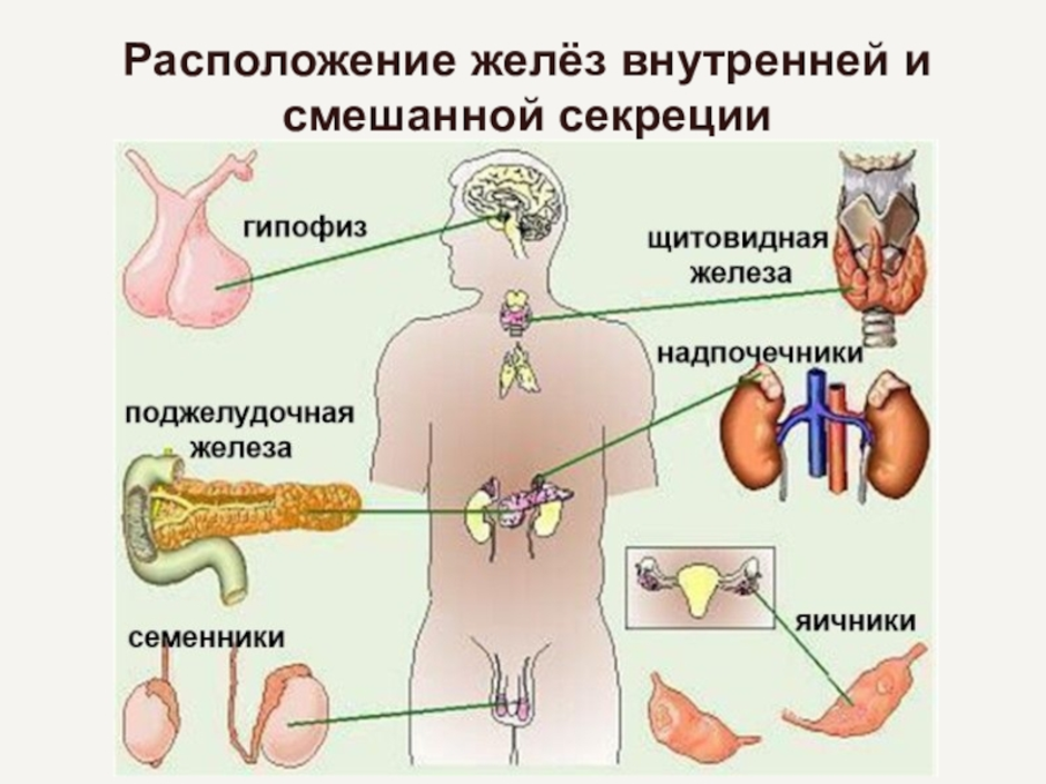 Железы внутренней секреции человека рисунок с подписями