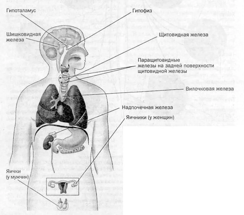 Рисунок эндокринной системы человека. Схема расположения желез внутренней секреции. Схема желез эндокринной системы. Эндокринная система анатомия схема. Расположение желез внутренней секреции рисунок.