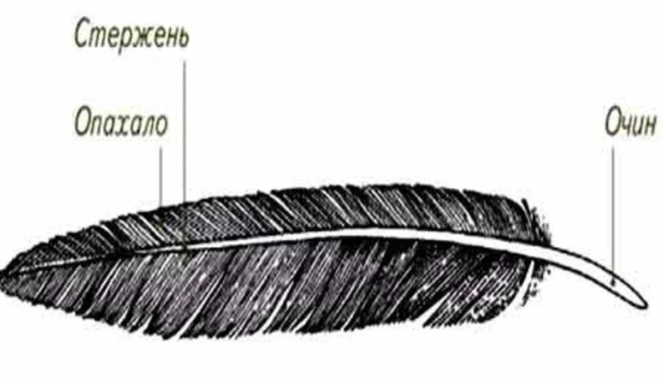Рисунок контурного пера птицы. Пуховое перо птицы строение. Пуховые перья птиц строение. Зарисуйте схему строения контурного пера. Контурное перо зарисовать.
