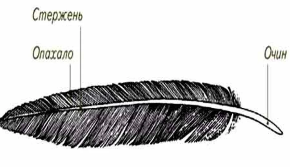 Строение контурного. Контурное перо зарисовать. Контурное перо и его основные части. Зарисуйте контурное перо. Зарисовать строение контурного пера.