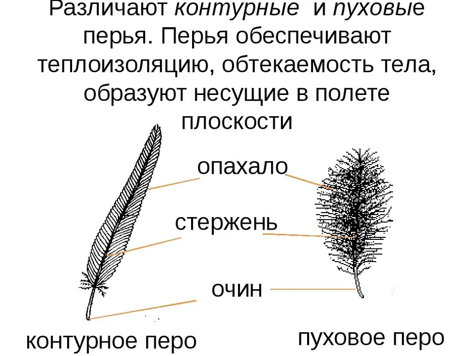 Схема контурного пера