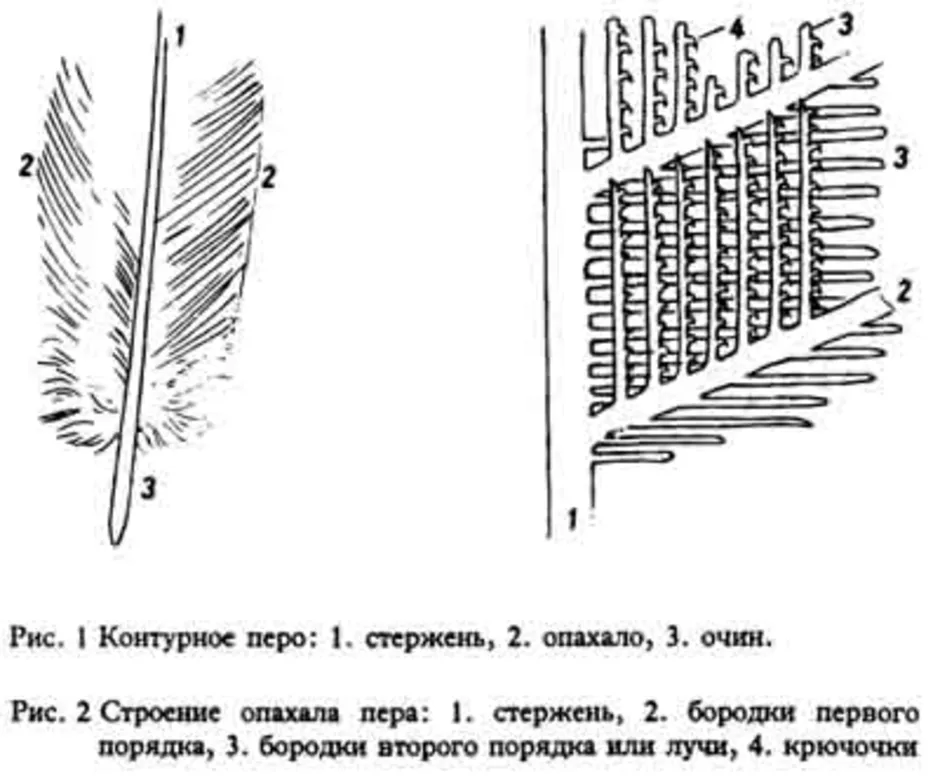 Схема строения опахала у птиц