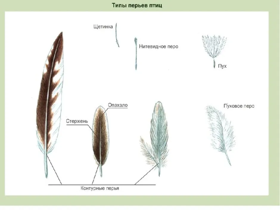 Контурное перо птицы строение и рисунок основные части