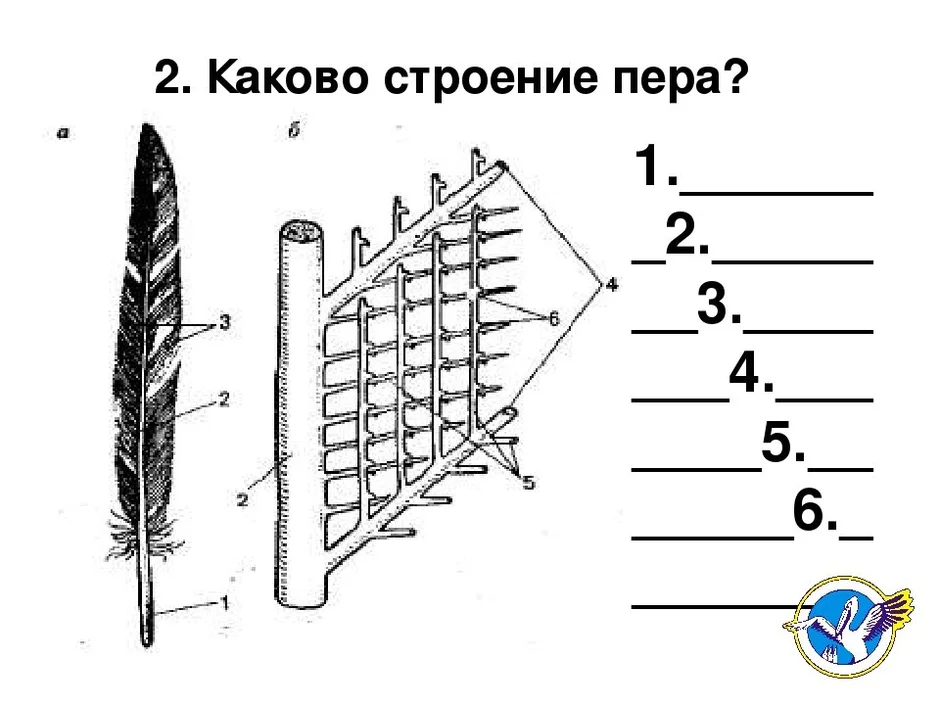 Рисунок контурного пера птицы с обозначениями