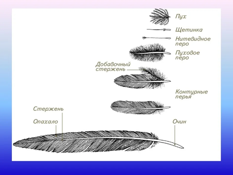 Контурное перо. Пуховое перо птицы строение. Строение пухового пера птицы. Пуховые перья птиц строение. Пуховые перья строение и функции.