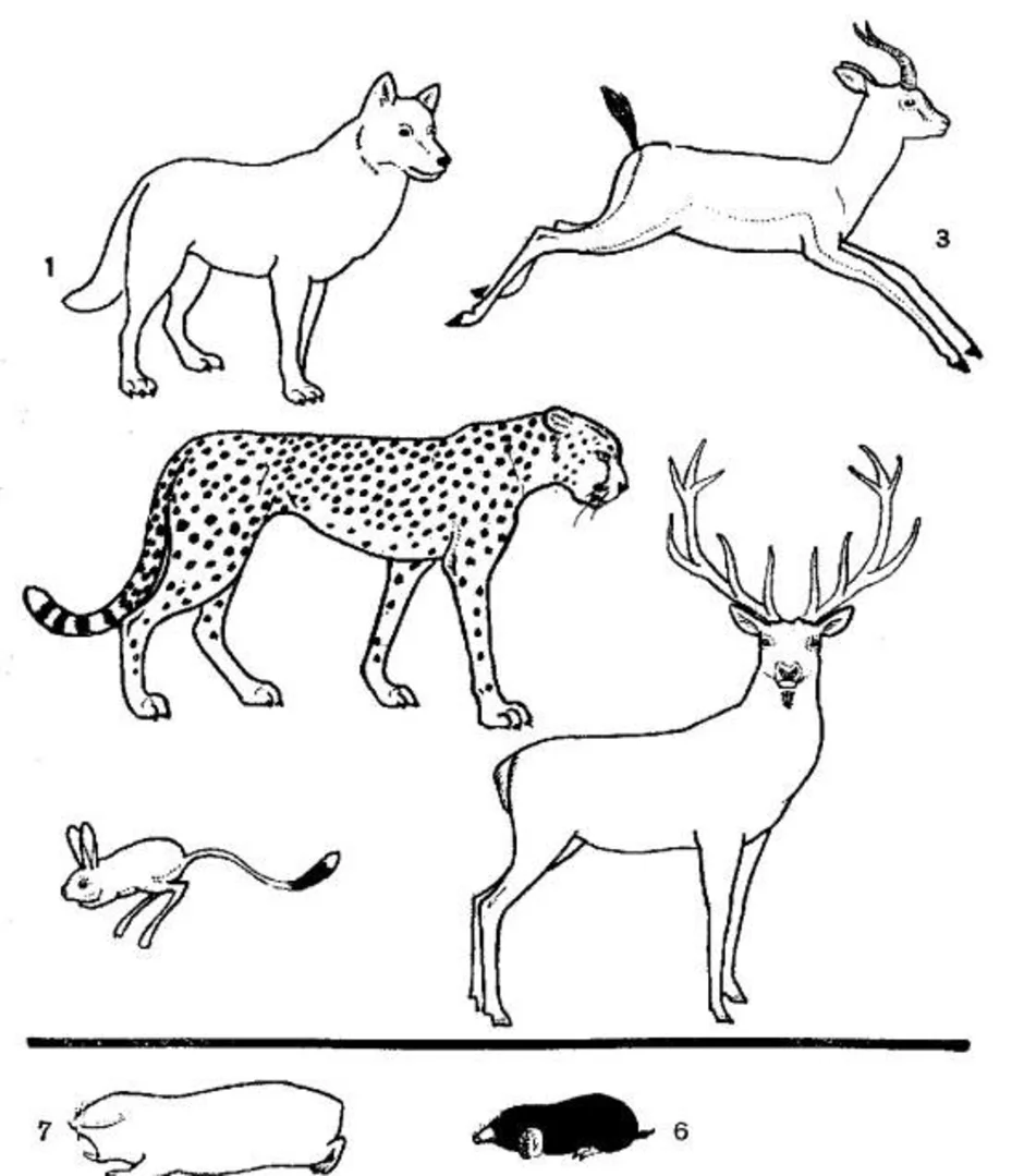 Животное рисунок 7 класс. Млекопитающие животные. Млекопитающие раскраска. Раскраска млекопитающие животные. Зарисовки млекопитающих.