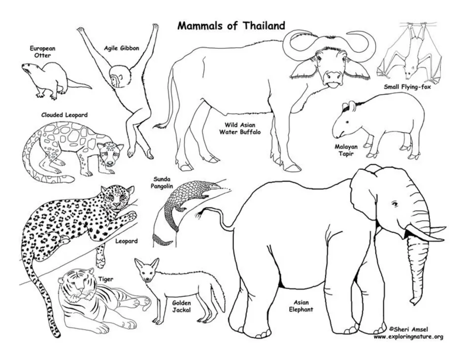 Млекопитающие животные рисунки. Млекопитающие животные раскраска. Млекопитающие раскраска для детей. Раскраска звери млекопитающие. Млекопитающие рисунок для детей.