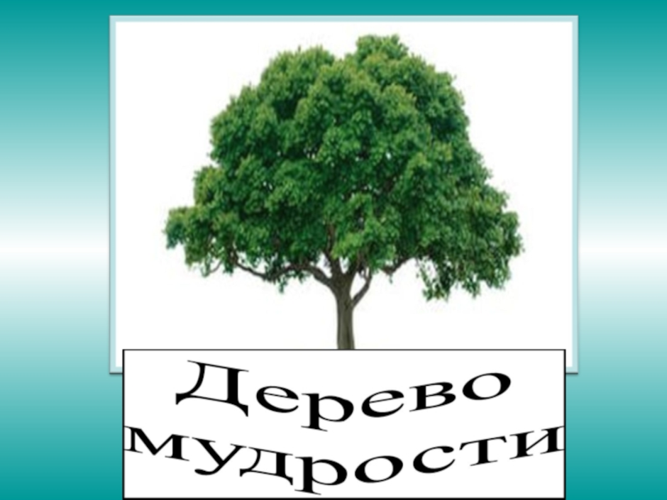 Нарисуй дерево мудрости и плоды нравственных достижений