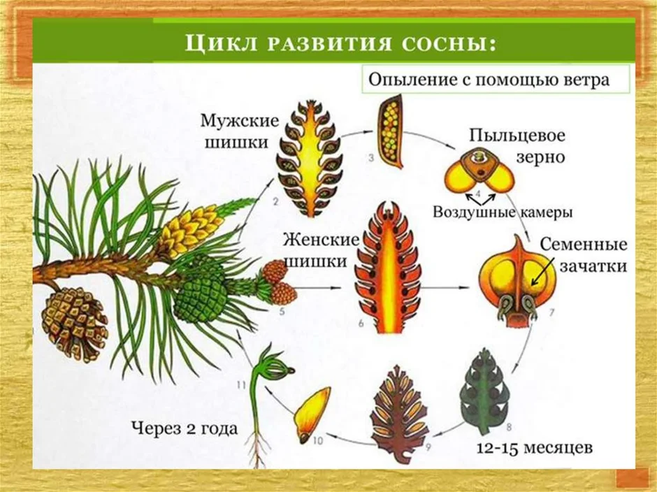 Голосеменные растения рисунок с подписями