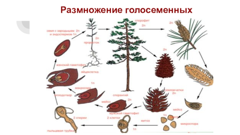 Цикл развития голосеменных растений схема 6 класс