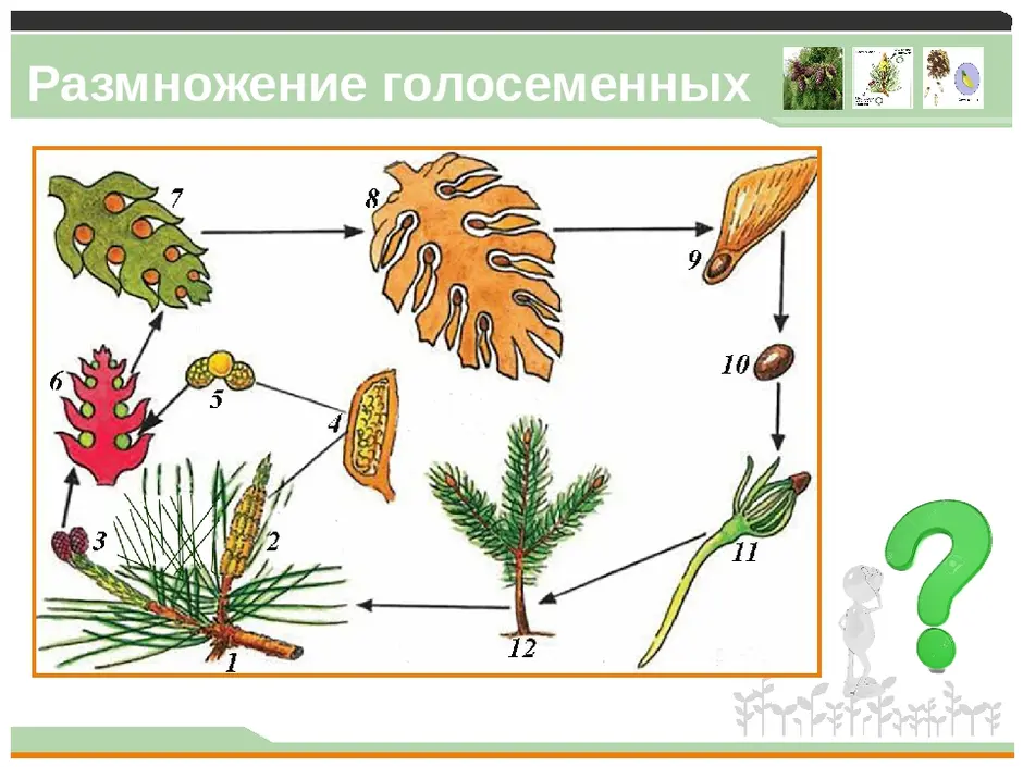 Голосеменные растения размножение схема