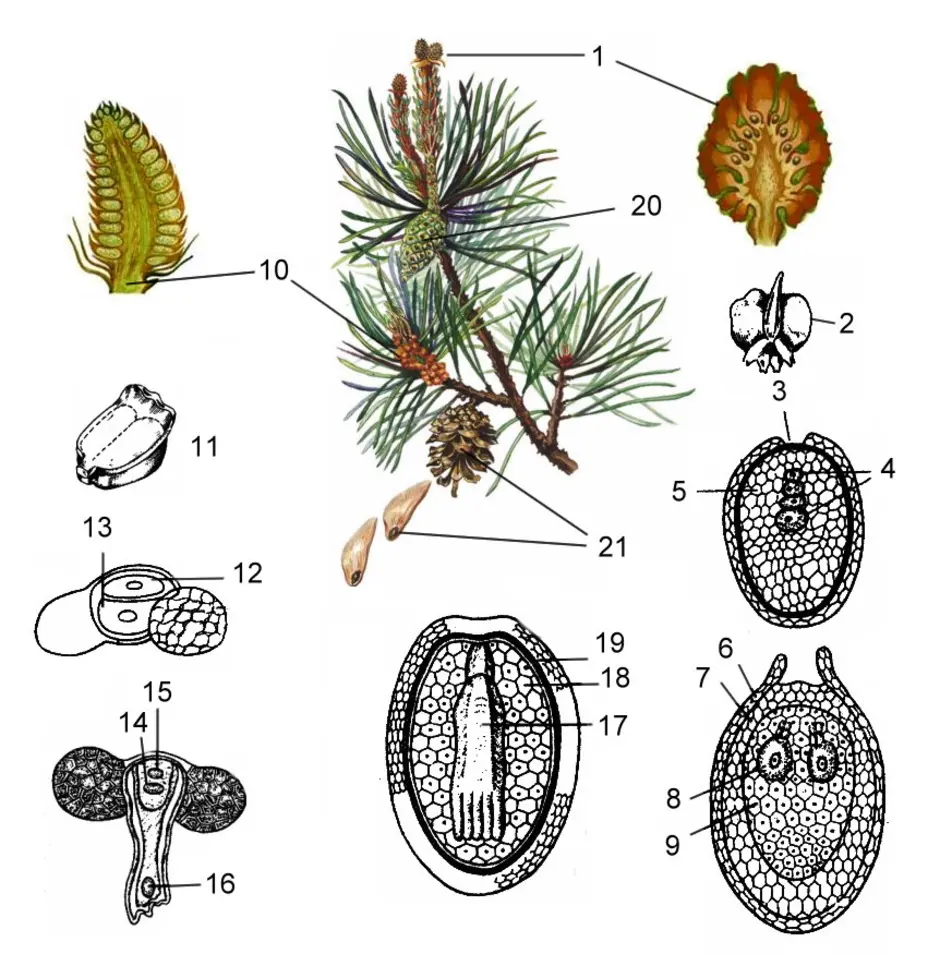 Семенные растения рисунки. Гаметофит сосны обыкновенной. Сосна обыкновенная семязачатки. Цикл голосеменных растений гаметофиты. Строение шишек голосеменных растений.