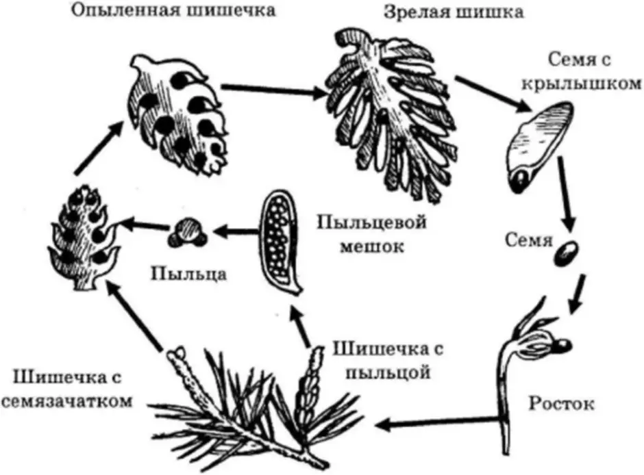 Половое размножение хвойных. Размножение голосеменных схема. Цикл развития голосеменных растений схема. Жизненный цикл голосеменных растений схема. Цикл размножения голосеменных растений схема.