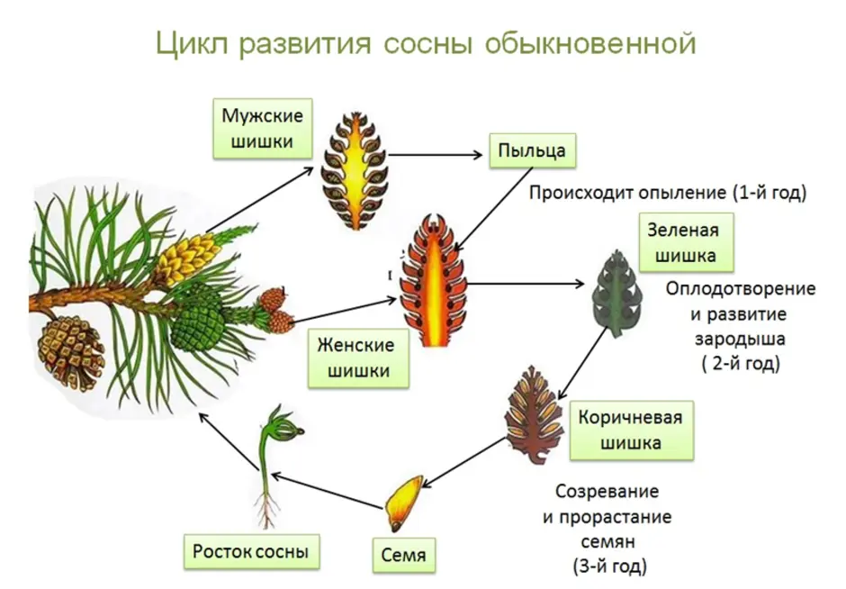 Развитие стр. Цикл развития сосны схема. Цикл развития голосеменных сосны. Размножение голосеменных хвойных. Размножение сосны обыкновенной схема.