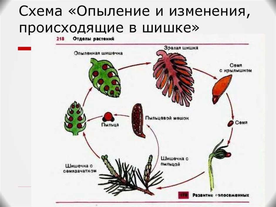 Рисунок голосеменных растений