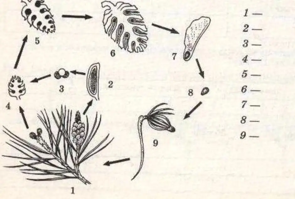 Половое размножение хвойных. Цикл голосеменных растений схема. Жизненный цикл голосеменных растений сосна. Рисунок цикл развития голосеменных растений. Цикл развития голосеменных растений схема сосны.