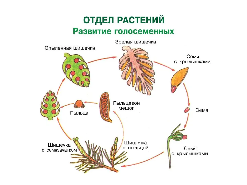 Рисунок цикл развития голосеменных растений