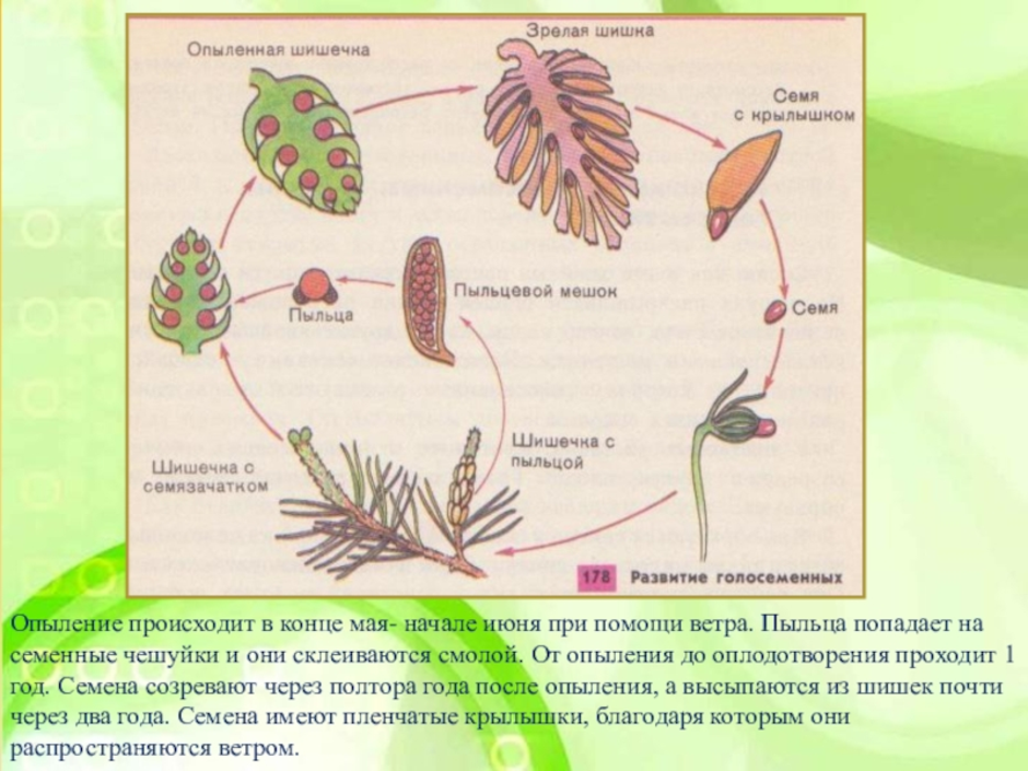 Размножение голосеменных картинка