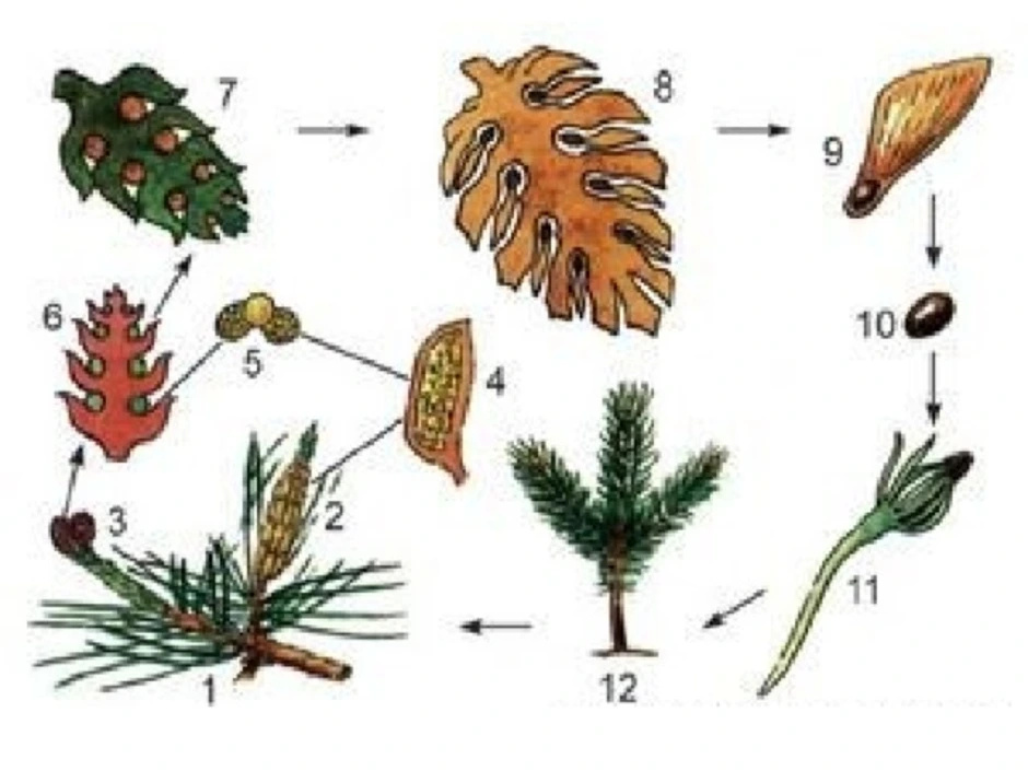 Рисунок цикл развития голосеменных растений