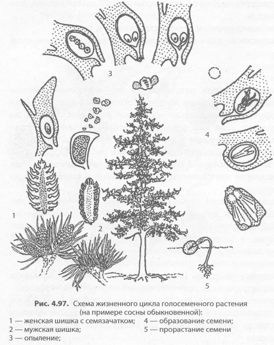 Рисунок цикл развития голосеменных растений