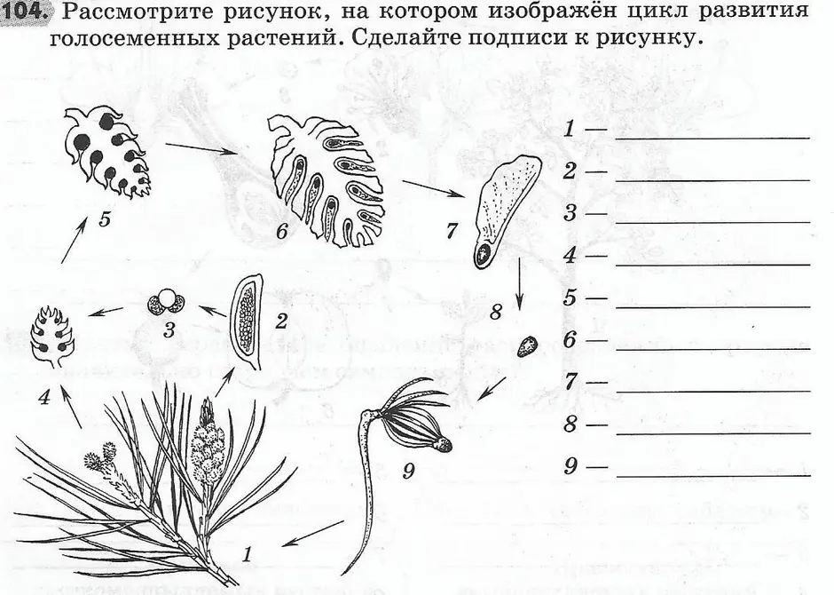 С помощью какой женской клетки происходит размножение растения изображенного на рисунке ель