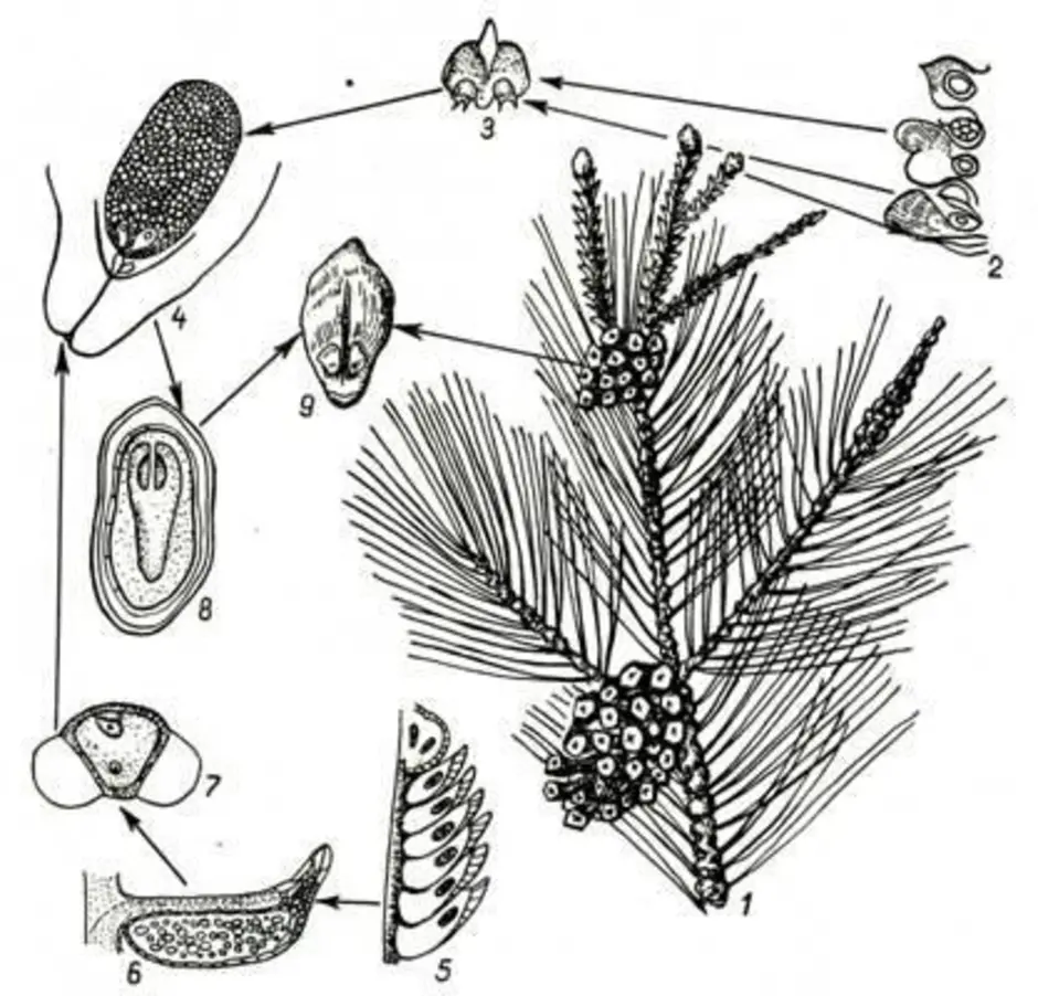 Схема опыления хвойных. Цикл голосеменных сосна. Цикл развития голосеменных сосны. Размножение голосеменных растений сосны. Жизненный цикл голосеменных растений сосна.