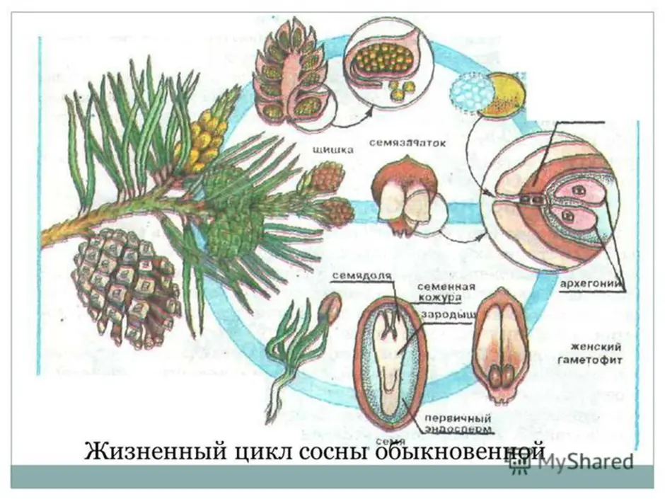 Оплодотворение голосеменных растений схема