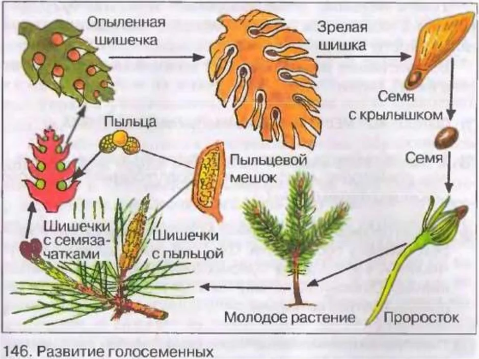 Рисунок цикл развития голосеменных растений