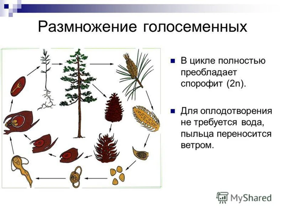 Рисунок размножения голосеменных растений