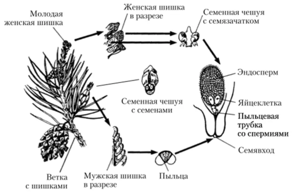Эндосперм гаметофит. Размножение голосеменных схема. Размножение голосеменных сосна. Цикл развития голосеменных растений схема. Размножение голосеменных хвойных.