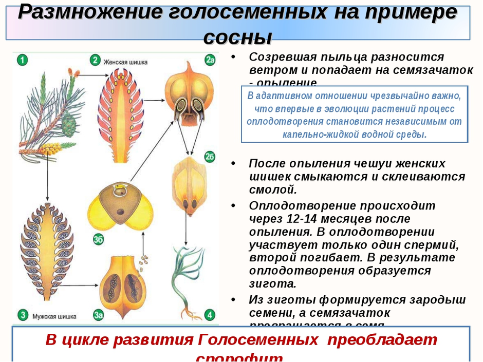 Биология 6 класс схема размножения голосеменных растений