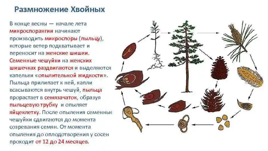 Оплодотворение голосеменных растений схема