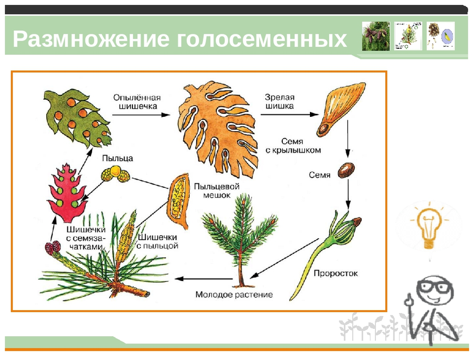 Рисунок размножение голосеменных