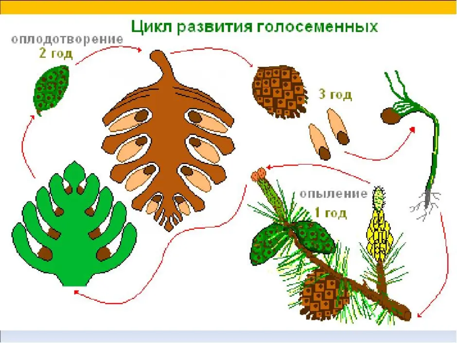 Голосеменные растения ментальная карта