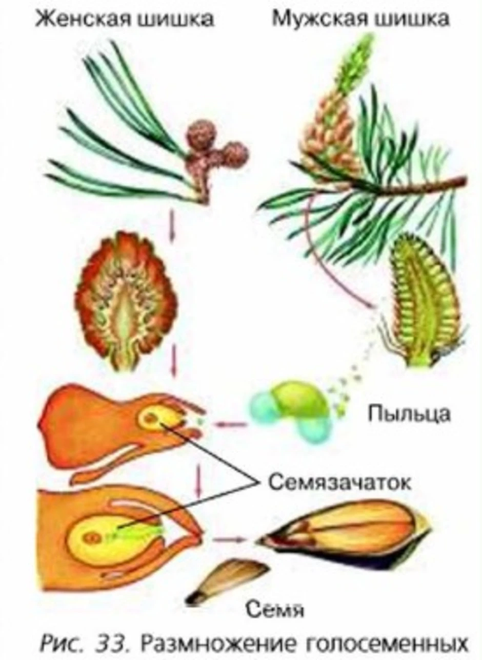 Опыление хвойных. Рис 46 размножение голосеменных. Цикл размножения голосеменных растений схема. Схему жизненного цикла голосемянного растения. Жизненный цикл женской шишки сосны.