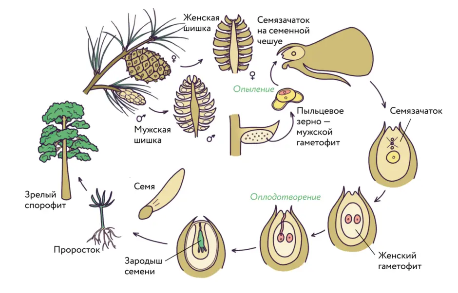 Семяпочка на рисунке