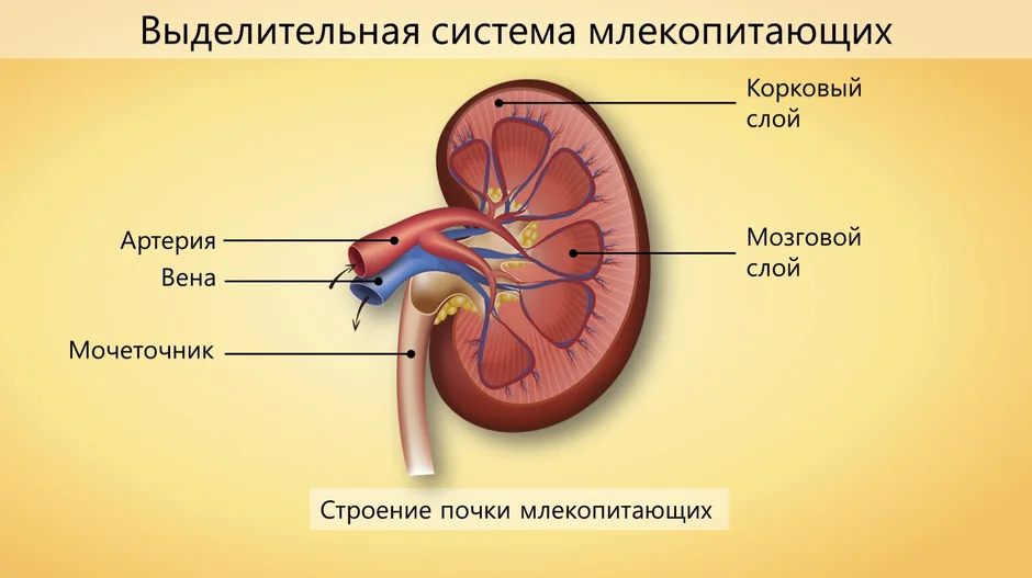 Мочевыделительная система и магистральные кровеносные сосуды рисунок