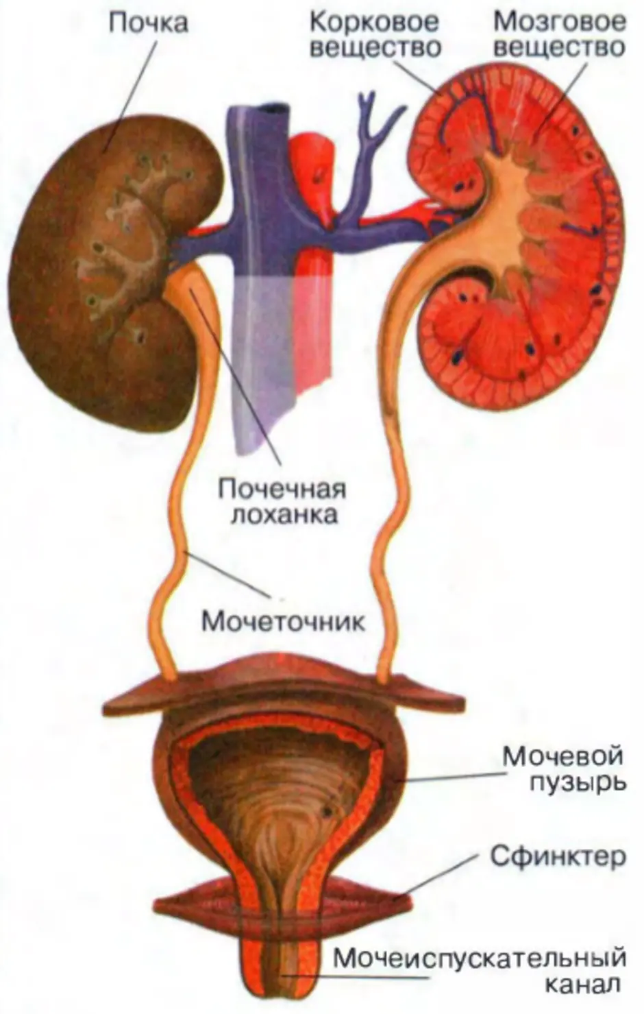 Почки с мочеточниками фото схема